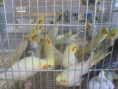 /album/aves/vendo-caturras-jpg/